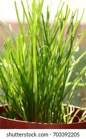 Chives In A Flower Pot