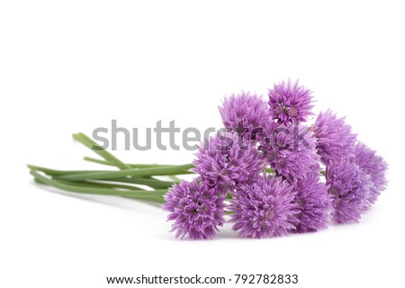 Chives  Flowers bouquet isolated on white background