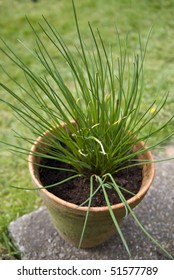 Chives Growing In A Pot