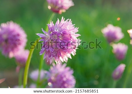 Chives onion have purple flowers and waxy green, tubular leaves that taste like onion. Flowers bloom in summer and are edible. Soft focus , artistic image , fairy flowers