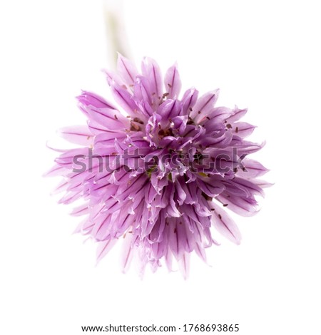 Chives onions with flowers, chives in bloom isolated on white background. 