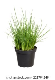 Chives Plant In Pot