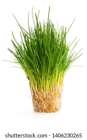 Chives  Plant With Roots Isolated On White 