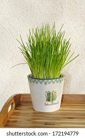 Chives In Pot