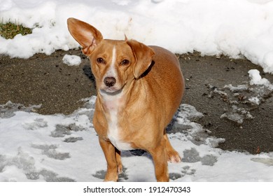 A chiweenie (chihuahua dachshund mixed breed dog) playing in the snow and making footprints after a snow flurry.  The snow is melting and the cement sidewalk is visible with bird seed everywhere.
