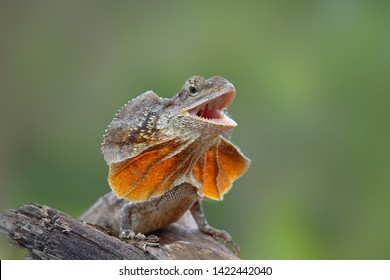 1,499 Frilled dragon Images, Stock Photos & Vectors | Shutterstock