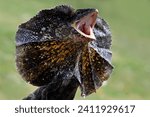 Chlamydosaurus kingii lizard closeup head, The Frilled-necked lizard (Chlamydosaurus kingii) is showing an angry expression