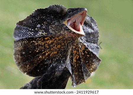 Chlamydosaurus kingii lizard closeup head, The Frilled-necked lizard (Chlamydosaurus kingii) is showing an angry expression