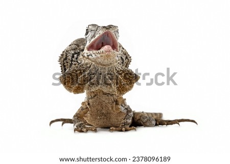 Chlamydosaurus kingii lizard isolated on white