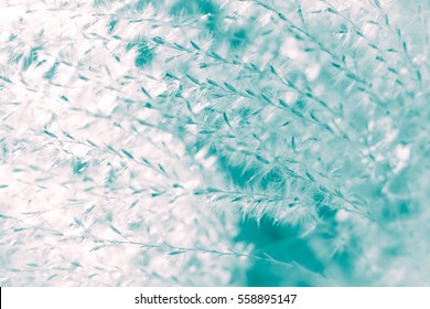 Chlorine Sky and Immature Blue muted watercolors of Spring Summer 2017 fashion color trends collection -  beautiful dry decorative garden grass straws in soft sunlight - close up detail photo