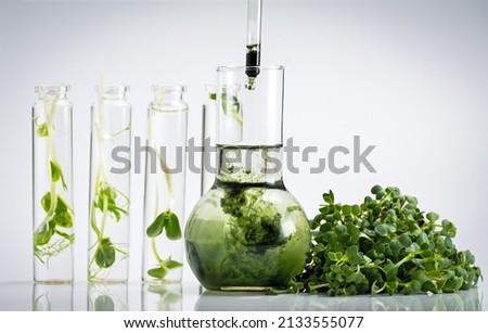 Chlorophyll extract is poured in pure water in glass against a white grey background and Micro greens or sprouts of raw live sprouting vegetables sprout from organic plant seeds. Growing  fresh plants