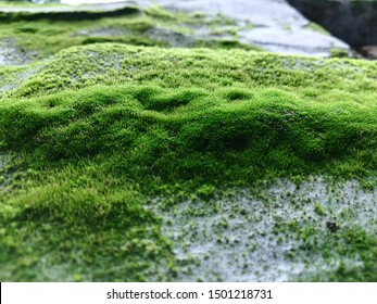 Chlorophyta, Green Algae, Photosynthetic Algae.