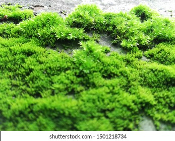 Chlorophyta, Green Algae, Photosynthetic Algae.