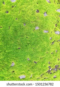 Chlorophyta, Green Algae, Photosynthetic Algae.