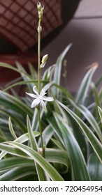 Chlorophytum Comosum Flower