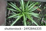 Chlorophytum comosum is native to tropical and southern Africa but has also been introduced and established in various other regions worldwide, such as Western Australia and Bangladesh.