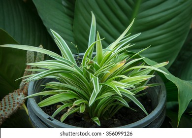 Chlorophytum Comosum Plant For Absorb Toxins Air Purifier Planted In The House And Room