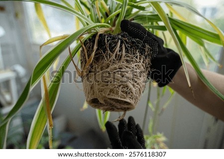 chlorophytum comosum its root system close-up. root system of chlorophytum without soil light-colored. we see large and thick roots of the plant before transplanting into the soil