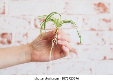 Chlorophytum comosum - Spider Plant Cutting with roots held in female hand against red brick wallpaper background - Shutterstock ID 1872923896
