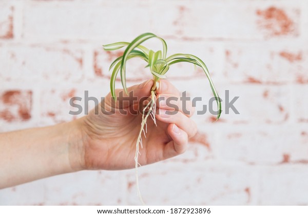 Chlorophytum\
comosum - Spider Plant Cutting with roots held in female hand\
against red brick wallpaper\
background