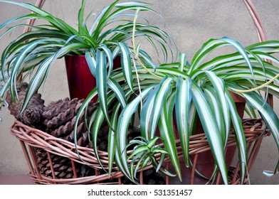 Chlorophytum Comosum, Spider Plant On Basket