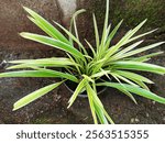 Chlorophytum comosum, spider plant or paris lily in a pot on the wall. Native to tropical and Southern Africa it has naturalized in other parts of the world, including Western Australia and Bangladesh