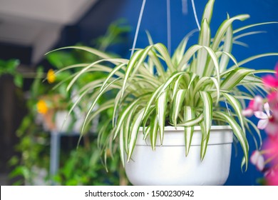Chlorophytum comosum, Spider plant  in white hanging pot / basket, Air purifying plants for home, Indoor houseplant, Hanging plant, Vertical wall garden, Houseplants With Health Benefits concept