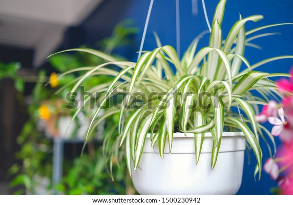 Chlorophytum comosum, Spider plant  in white\
hanging pot / basket, Air purifying plants for home, Indoor\
houseplant, Hanging plant, Vertical wall garden, Houseplants With\
Health Benefits\
concept