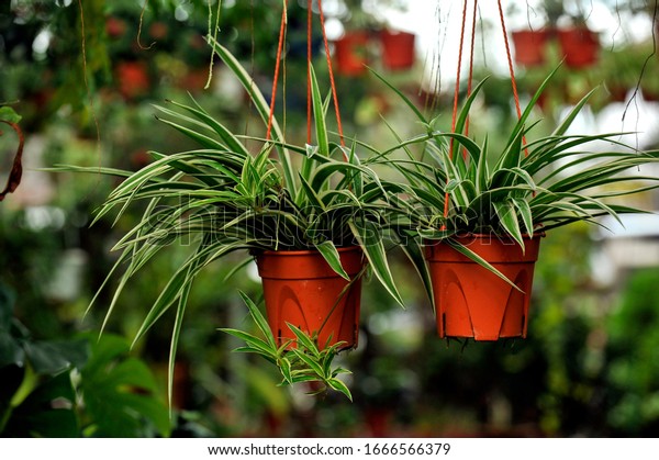 Chlorophytum comosum, Spider plant in white\
hanging pot / basket, Air purifying plants for home, Indoor\
houseplant, Hanging plant, Vertical wall garden, Houseplants With\
Health Benefits\
concept