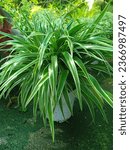 Chlorophytum comosum, usually called spider plant or common spider plant due to its spider-like look, also known as spider ivy, ribbon plant.