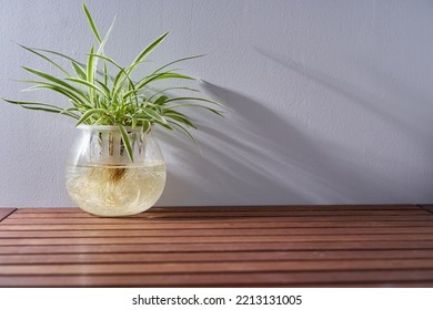 Chlorophytum comosum in water pot isolated on white background, house plant                       - Shutterstock ID 2213131005