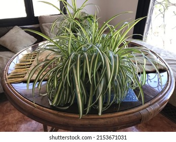 Chlorophytum In Flowerpot On Table In Living Room. Variegatum, Comosum. Spider Plant.