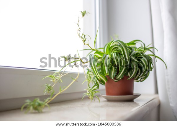 Chlorophytum house plant portrait. Home gardening\
concept. Urban Jungle\
theme.