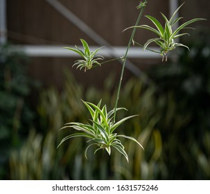 Chlorophytum Plant Hanging In The Air