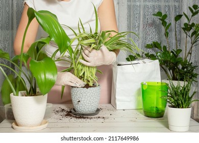 Chlorophytum Transplantation At Home. Tools For Ambulance, Soil And Pot Planning. The Process Of Chlorophytum Transplantation. A Small Young Houseplant. Step 12. High Quality Photo