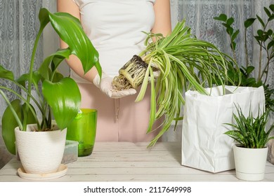 Chlorophytum Transplantation At Home. Tools For Ambulance, Soil And Pot Planning. The Process Of Chlorophytum Transplantation. A Small Young Houseplant. Step 6. High Quality Photo