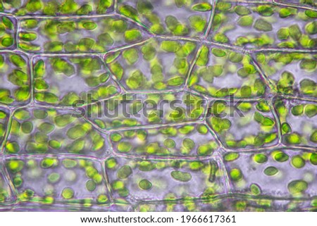 Chloroplasts within the plant cells of a moss leaf