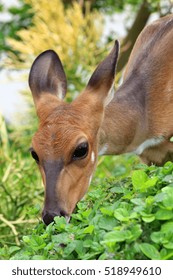 Chobe Bushbuck, Tragelaphus scriptttus ornatus, detail portrait of a female antelope eating in the wild. - Shutterstock ID 518949610
