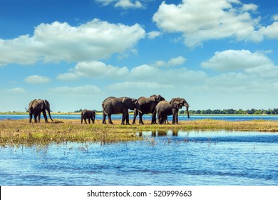 Chobe National Park In Botswana. Watering In The Okavango Delta. African Elephants Crossing River In Shallow Water. The Concept Of Active And Exotic Tourism