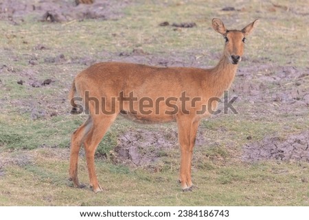Chobe National Park, Puku, Antilopes, Africa, Botswana