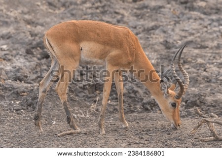 Chobe National Park, Puku, Antilopes, Africa, Botswana