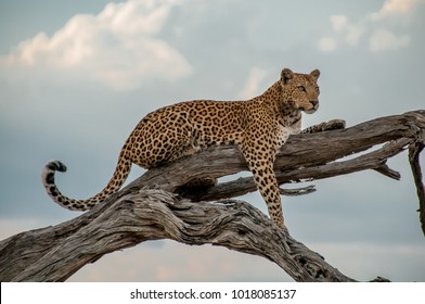 Chobe N.P., Botswana - october 2008 : after hunting a young leopard rests on the branch of a tree