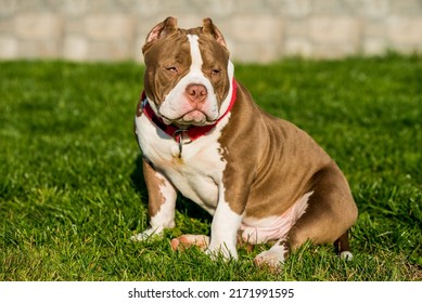 Chocolate Brown Color American Bully Male Stock Photo 2171991595 ...