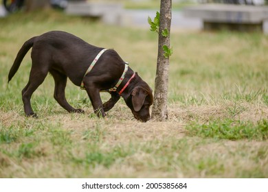 Chocolate Brown Labrador Puppy Sniffing On The Ground