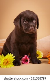 Chocolate brown Labrador retriever puppy dog on tan background studio photo with flowers