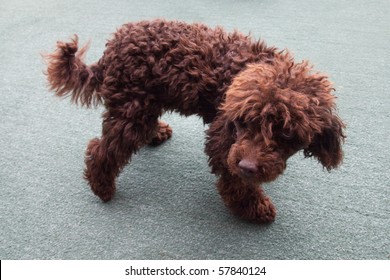 Chocolate Brown Minature Toy Poodle. St Mawes, Cornwall, England.