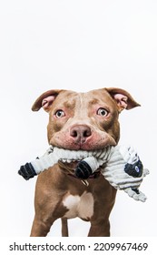 Chocolate Brown And White Large Dog Pit Bull Staffordshire Terrier Looking At Camera With Toy In Mouth Playful Curious Studio Isolated On White Background