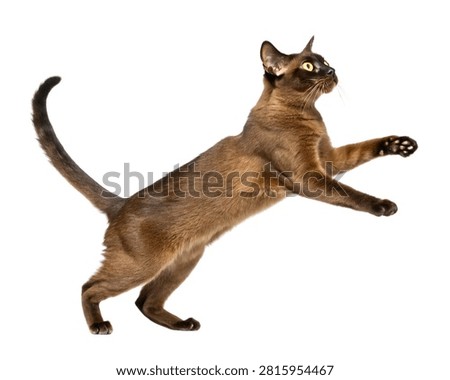 Chocolate Burmese Cat Executing a Fast Midair Leap Isolated on White Background