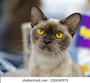 Chocolate Burmese Cat With  Gold Eyes Portrait Close-up 