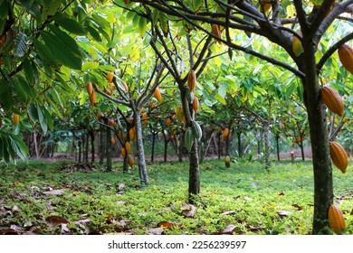 Chocolate cacao tree farm with green, yellow, orange, and red cocoa pods hanging on trees with a lush green floor. - Shutterstock ID 2256239597
